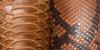 Close up image of Back-cut and Belly-cut Python leather.