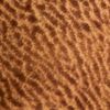 The product color Buckskin