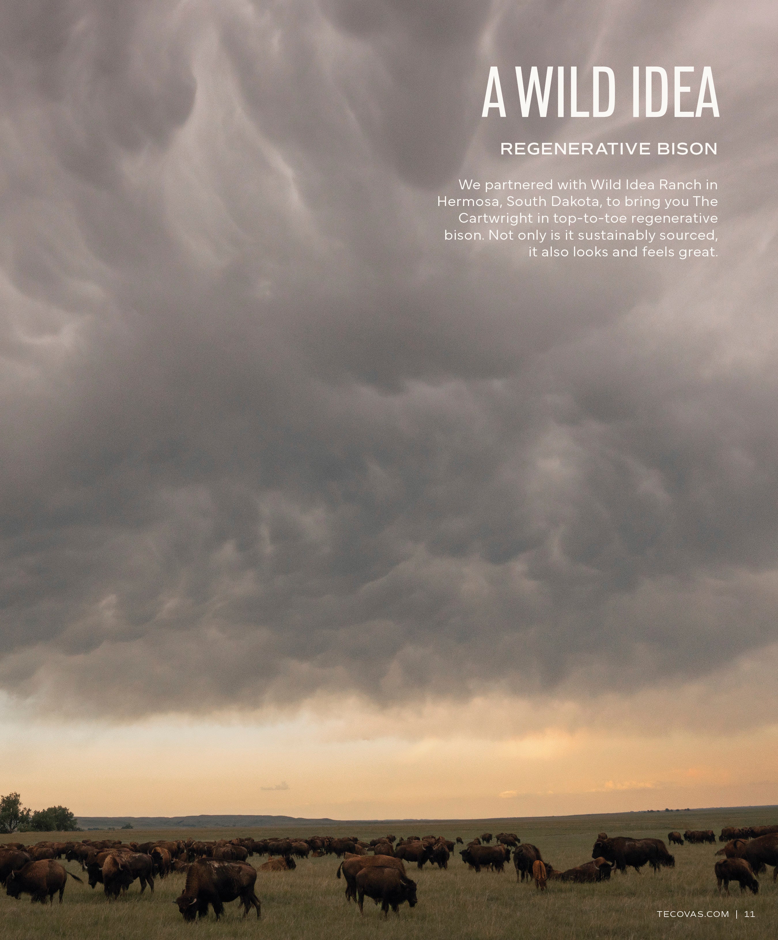 A wide landscape photo showing a large herd of bison grazing under a dramatic, stormy, dark gray sky. Text highlights the partnership with Wild Idea Ranch for Regenerative Bison leather for "The Cartwright" boot.