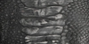 Close-up view of textured reptile skin with a pattern of large, irregular scales and smaller, hexagonal scales in shades of gray.
